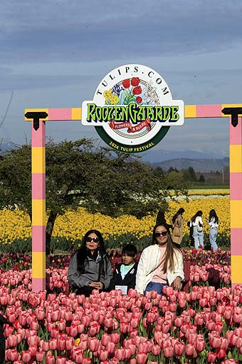 Skagit Valley Tulip Festival